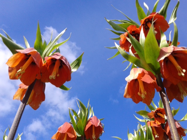 Fritillaria-4