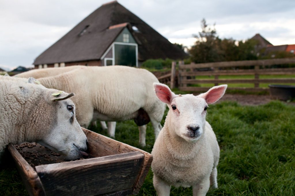 Boerderijcamping de Hal